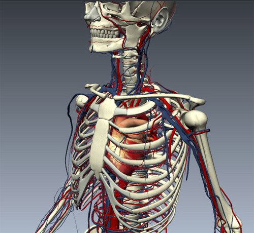 Tìm hiểu chức năng của các hệ thống bên trong cơ thể con người 4